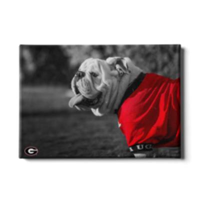 Georgia 24x16 Uga Poised Canvas