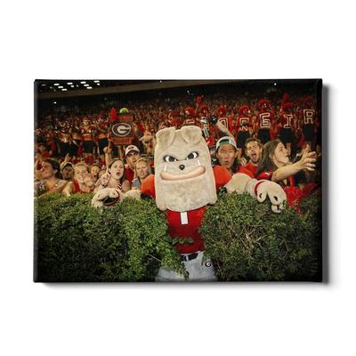 Georgia 24x16 Hairy in the Hedges Canvas